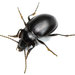 Contracted Bombing Beetle - Photo (c) Koji Shiraiwa, some rights reserved (CC BY), uploaded by Koji Shiraiwa