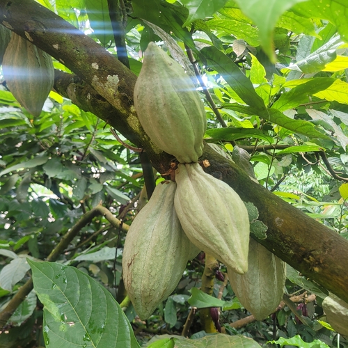 cacao tree