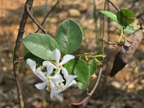 Trachelospermum jasminoides