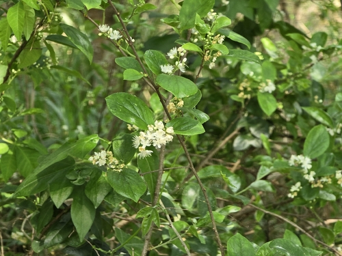 Symplocos paniculata, photograph 4