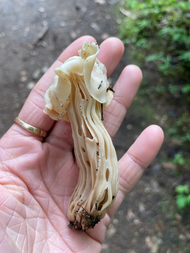 White Saddle