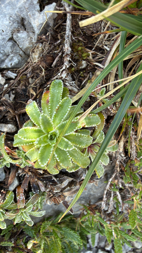 Saxifraga hostii, photograph 2