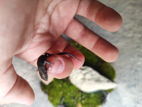 Viviparous Lizard