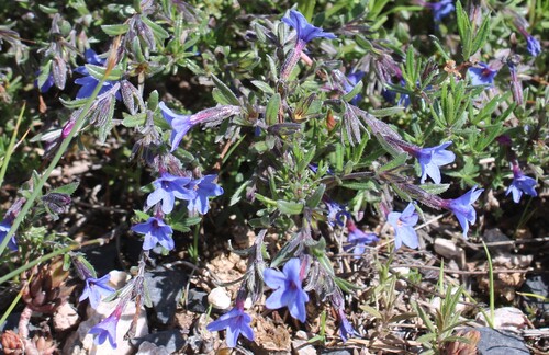 Lithodora fruticosa, photograph 3