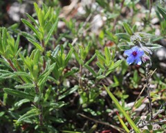 Lithodora fruticosa, photograph (c) Lídia Carrera, some rights reserved (CC BY)