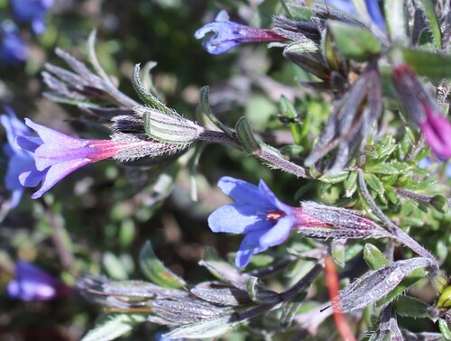Lithodora fruticosa