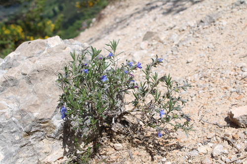 Lithodora fruticosa, photograph 1
