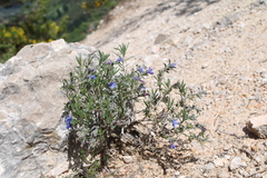 Lithodora fruticosa, photograph (c) Lídia Carrera, some rights reserved (CC BY)