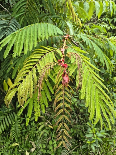 Albizia chinensis observed 2026-07-22