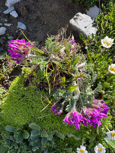 Oxytropis halleri, photograph 1