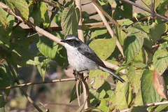 Saxicola ferreus