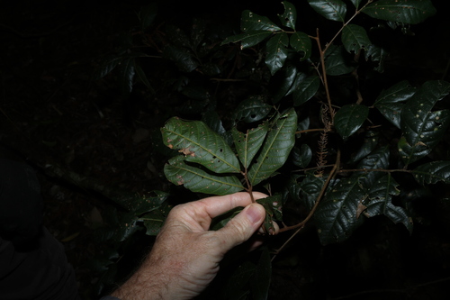 Arytera divaricata, photograph 1