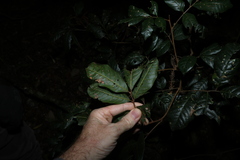 Arytera divaricata, photograph (c) Greg Tasney, some rights reserved (CC BY-SA)