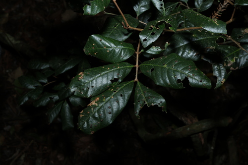 Arytera divaricata