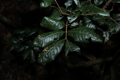 Arytera divaricata