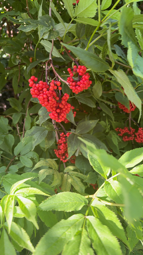 red-berried elder