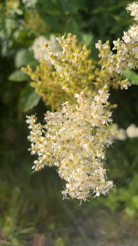 Meadowsweet