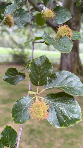 European beech