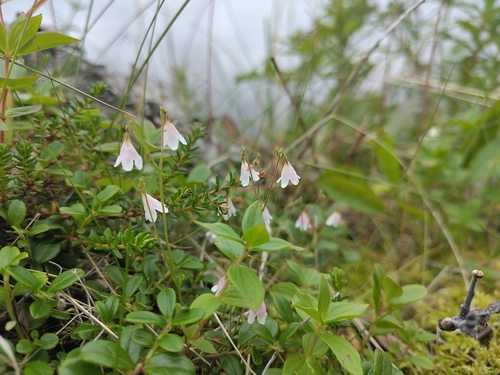 Twinflower