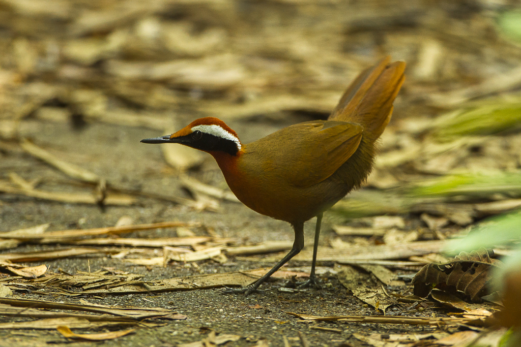 Rail-Babblers