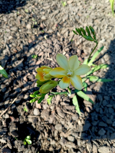 Freesia fergusoniae, photograph 4