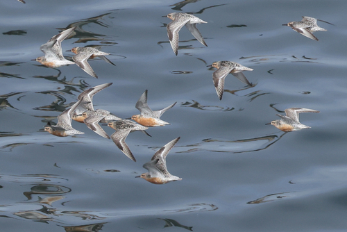 iNaturalist image