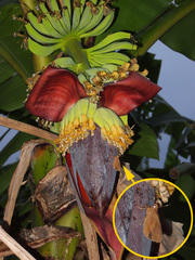 Erionota torus