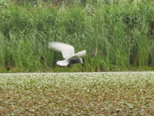 iNaturalist image