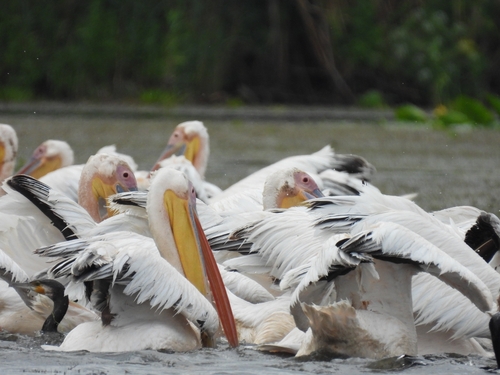 iNaturalist image