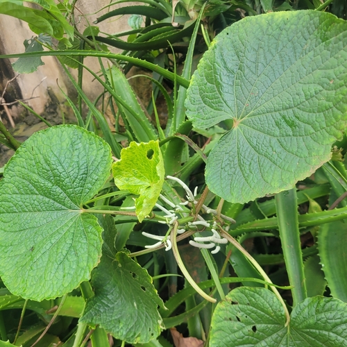 pariparoba