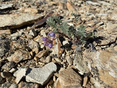 Astragalus pubentissimus