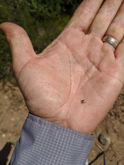 Dermacentor occidentalis