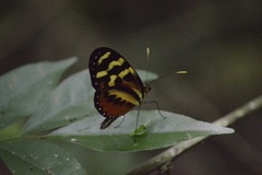 Mechanitis polymnia lycidice