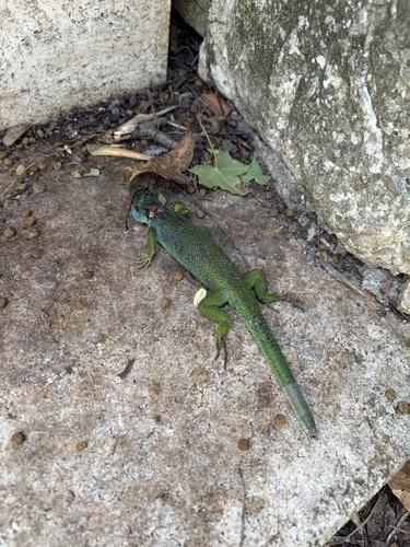 Western Green Lizard