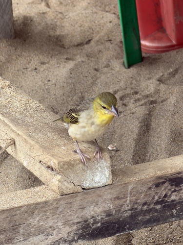 Village Weaver