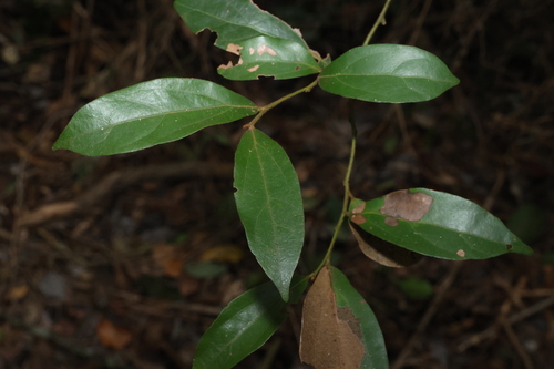 Cryptocarya triplinervis, photograph 6