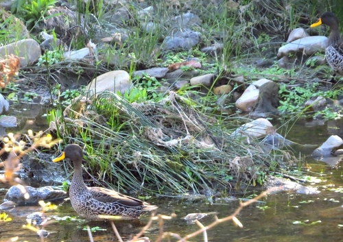 iNaturalist: (c) Marion Maclean, some rights reserved (CC BY-NC), uploaded by Marion Maclean iNaturalist image