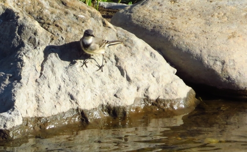 iNaturalist: (c) Marion Maclean, some rights reserved (CC BY-NC), uploaded by Marion Maclean iNaturalist image