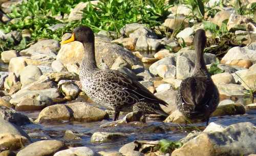 iNaturalist image