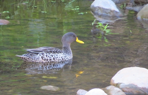 iNaturalist image