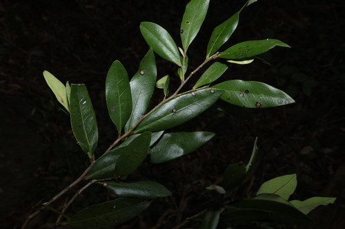 Diospyros pentamera, photograph 5