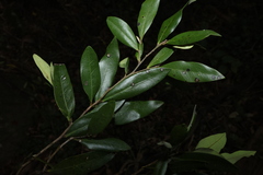 (c) Greg Tasney, some rights reserved (CC BY-SA) Diospyros pentamera, photograph (c) Greg Tasney, some rights reserved (CC BY-SA)