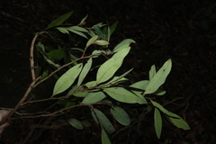 Diospyros pentamera, photograph (c) Greg Tasney, some rights reserved (CC BY-SA)