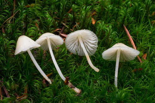 Ivory Bonnet