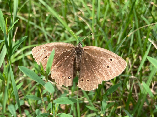 Ringlet