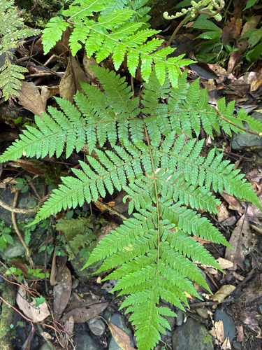 Ctenitis subglandulosa observed 2026-07-22