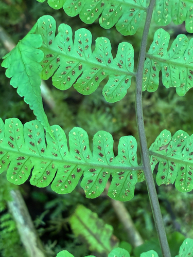 Cornopteris, 2026-07-22