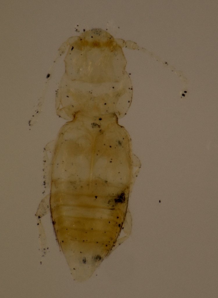 Ptinella microscopica
