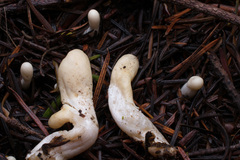 Trichoderma alutaceum