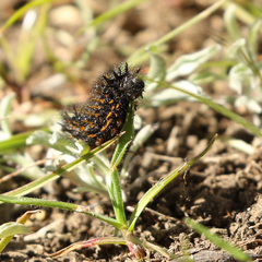 Euphydryas editha bayensis